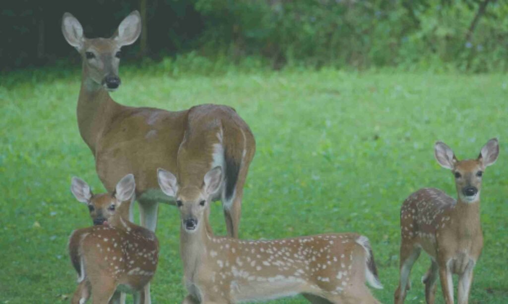 Can Deer Have Twins Or Triplets