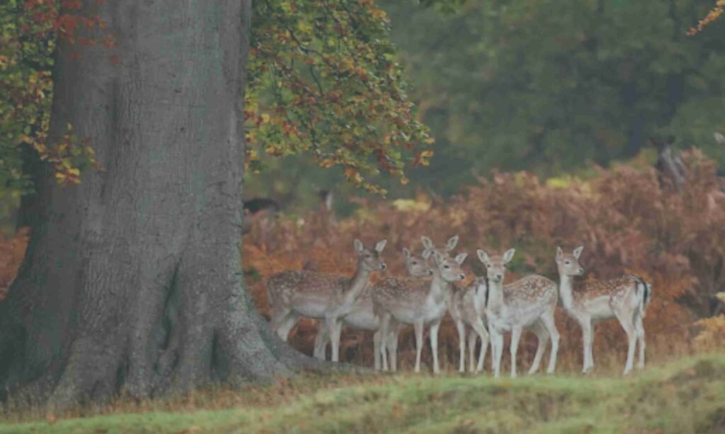 What is a group of deer called?
