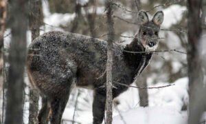 Musk Deer: Exploring the Habitat and Behaviors of Musk Deer