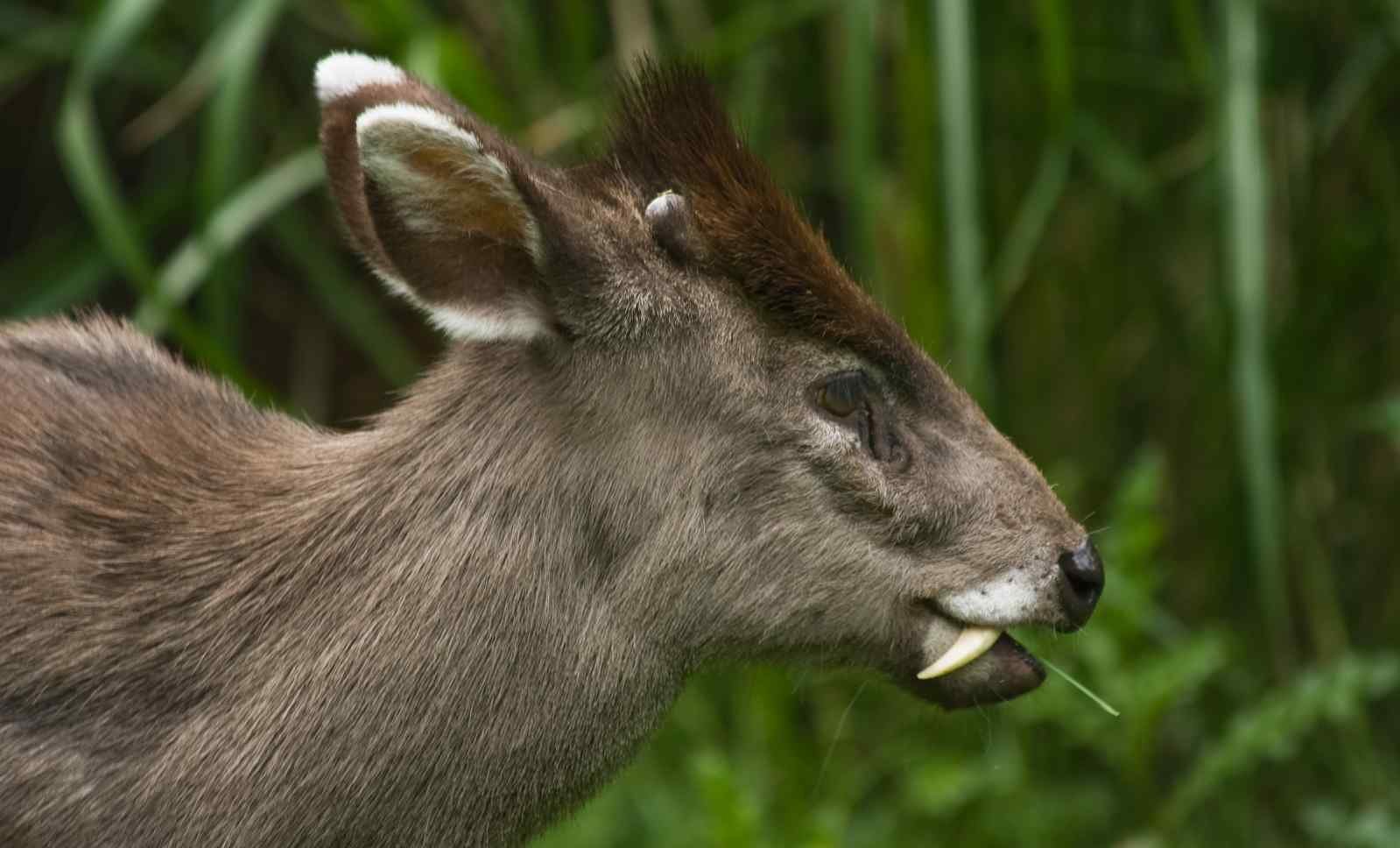 What is a Tufted Deer?