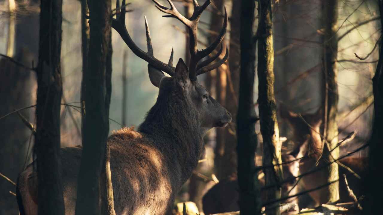 What is Cervus Deer?