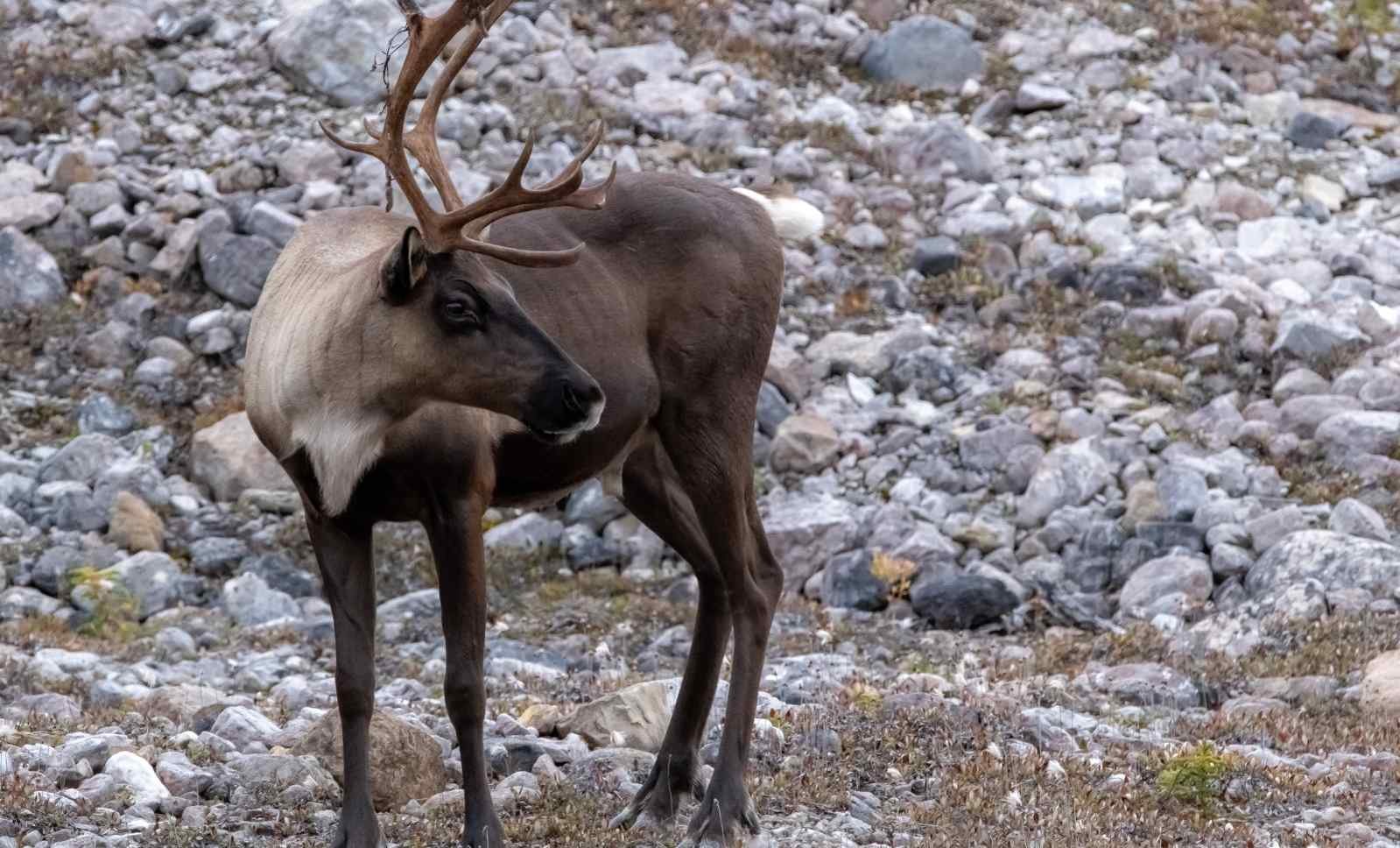 The Reindeer's Genders, Myths, and Personalities