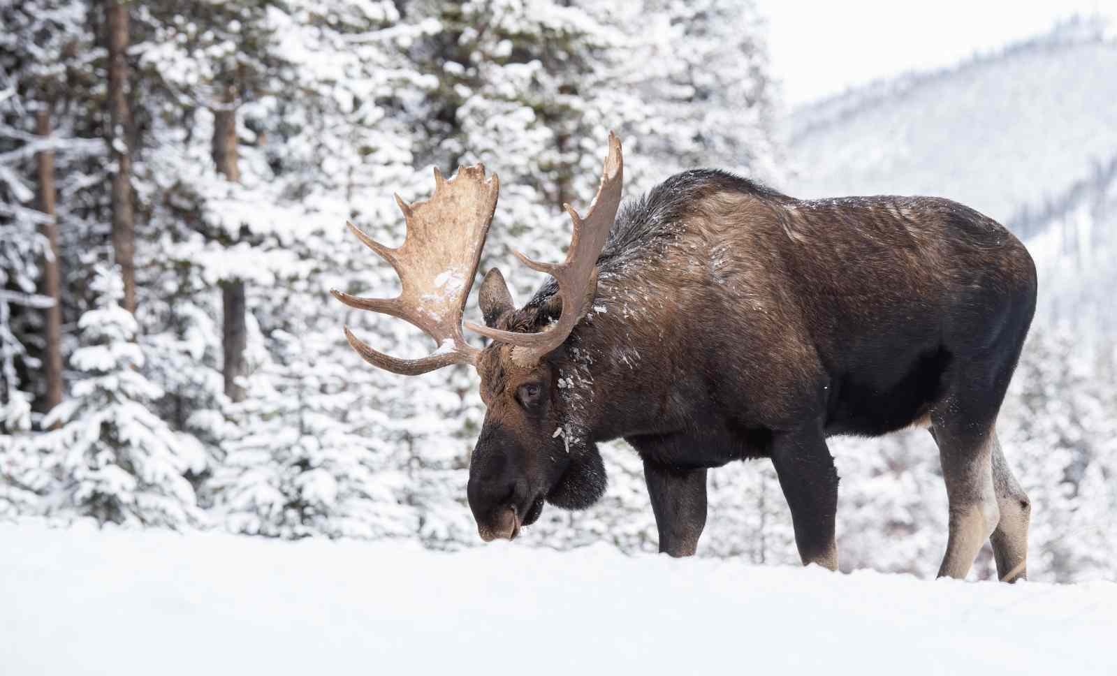 How big do Moose get?
