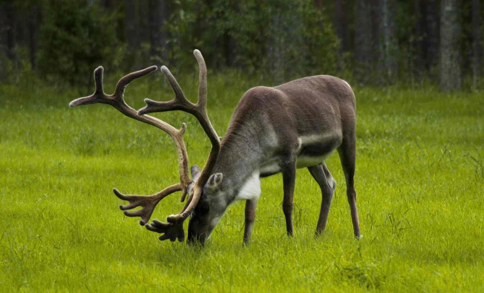 What do reindeer eat in the wild?