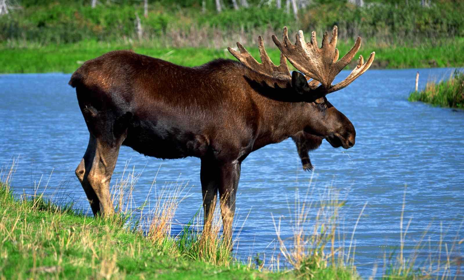 Do Moose have any predators?