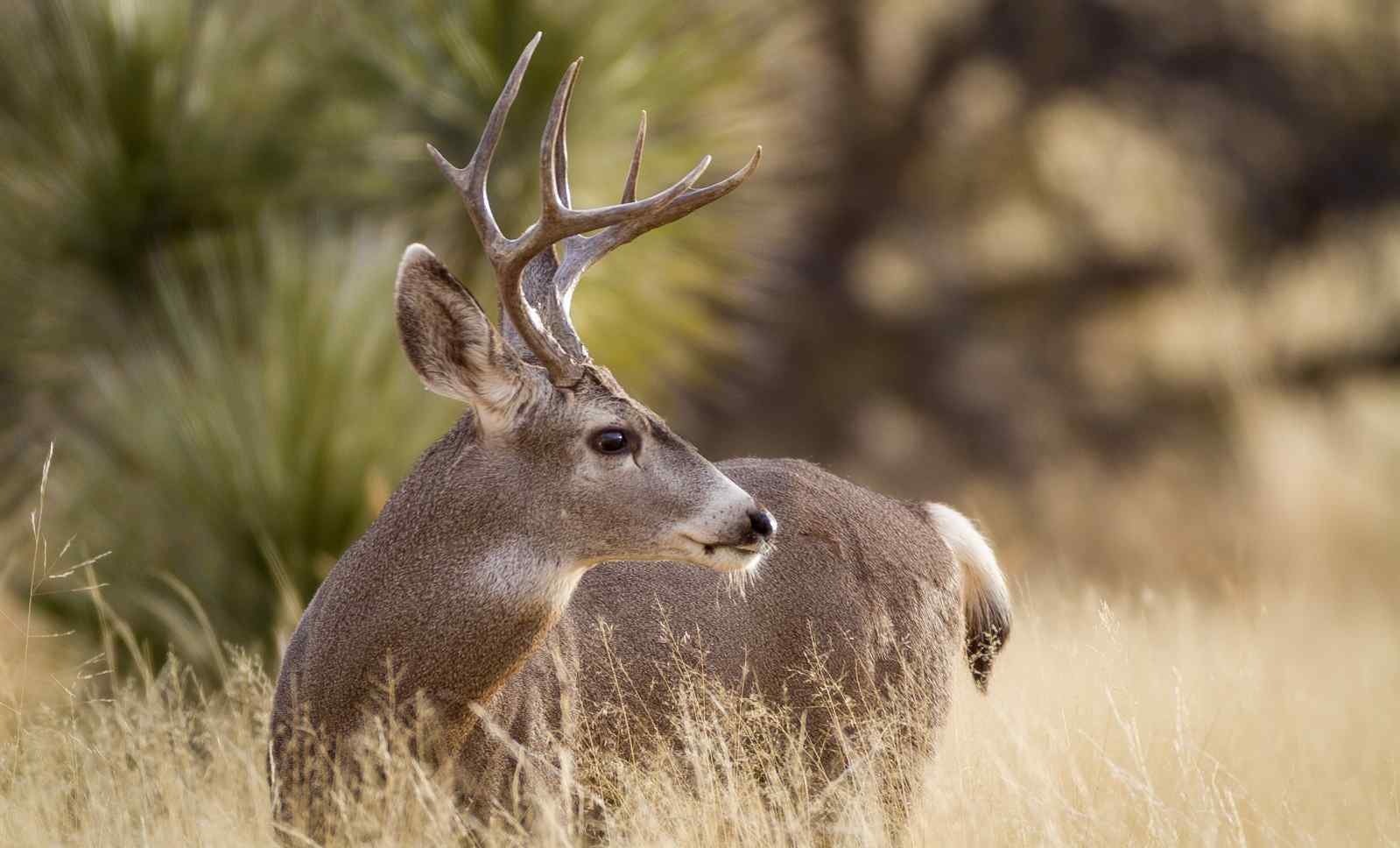 10. Facts about their antlers