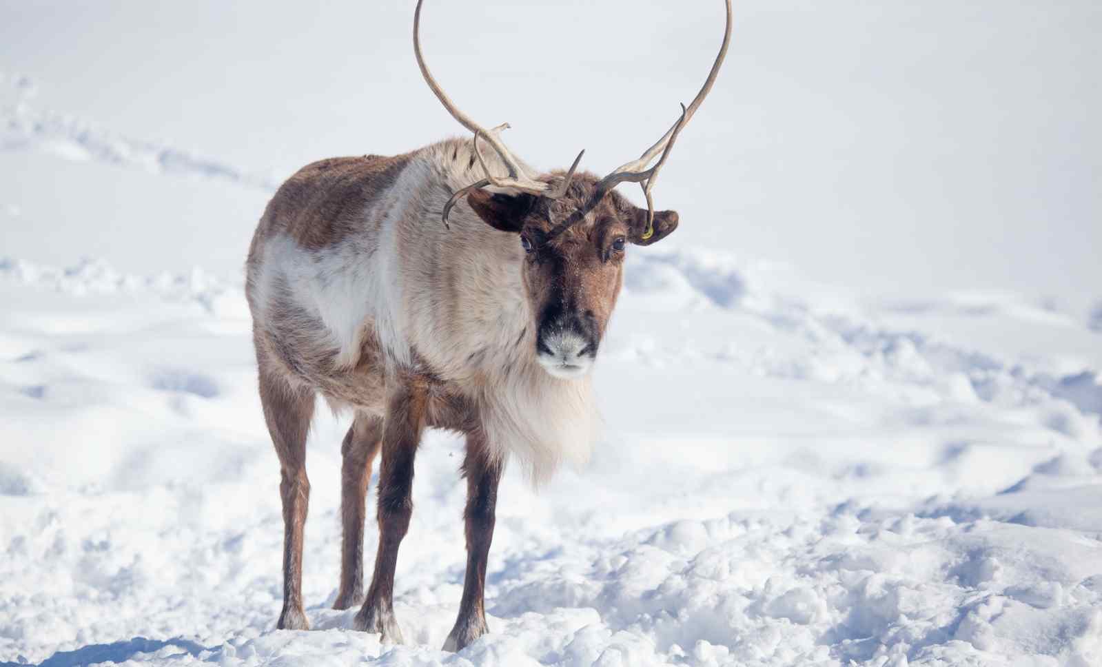 Caribou vs Reindeer: An In-Depth Comparison