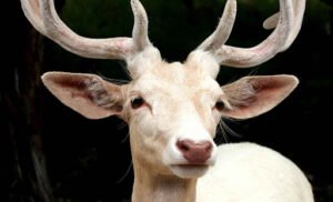 White Deer: Exploring Their Unique Appearance