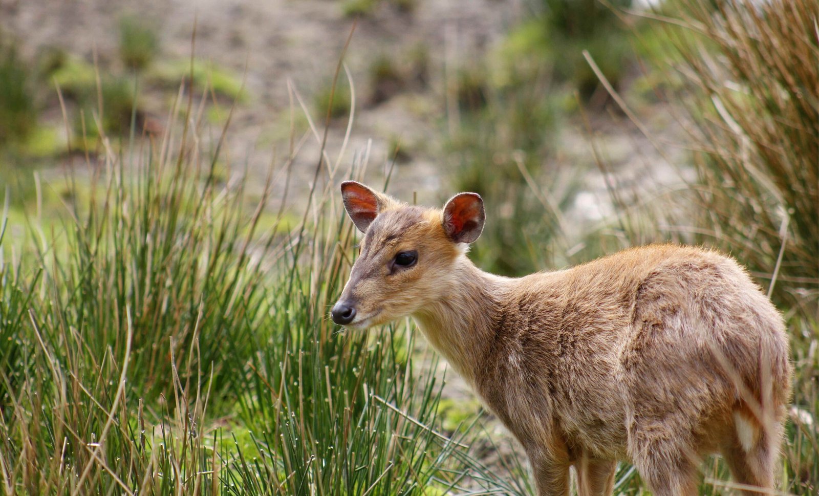 What are Muntjac Deer Scent Glands?