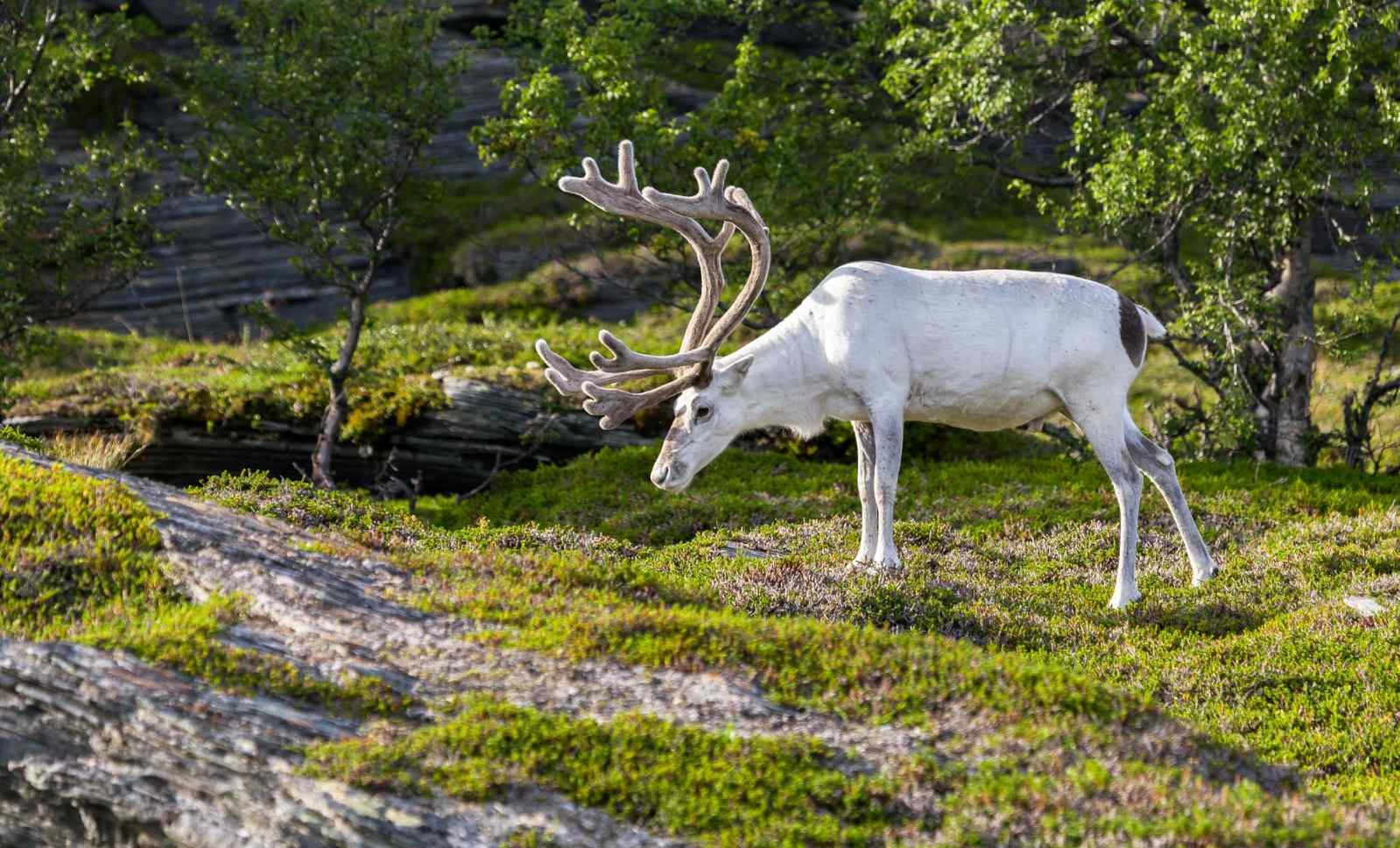 The Legend of the white reindeer