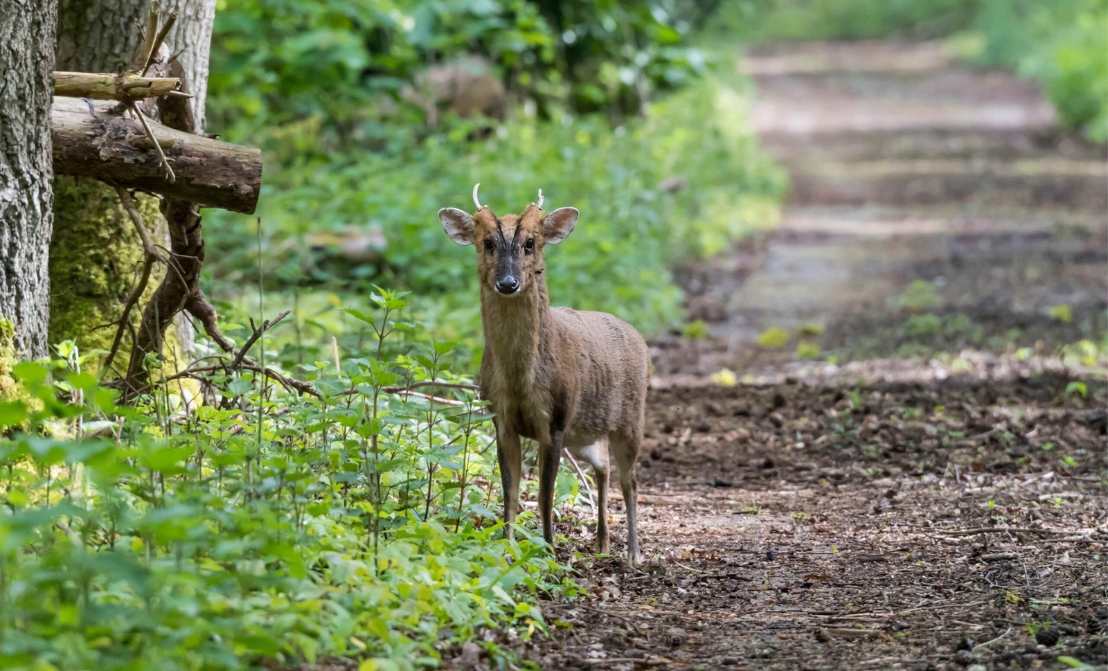 The Unique Features of a Muntjac Deer's Face
