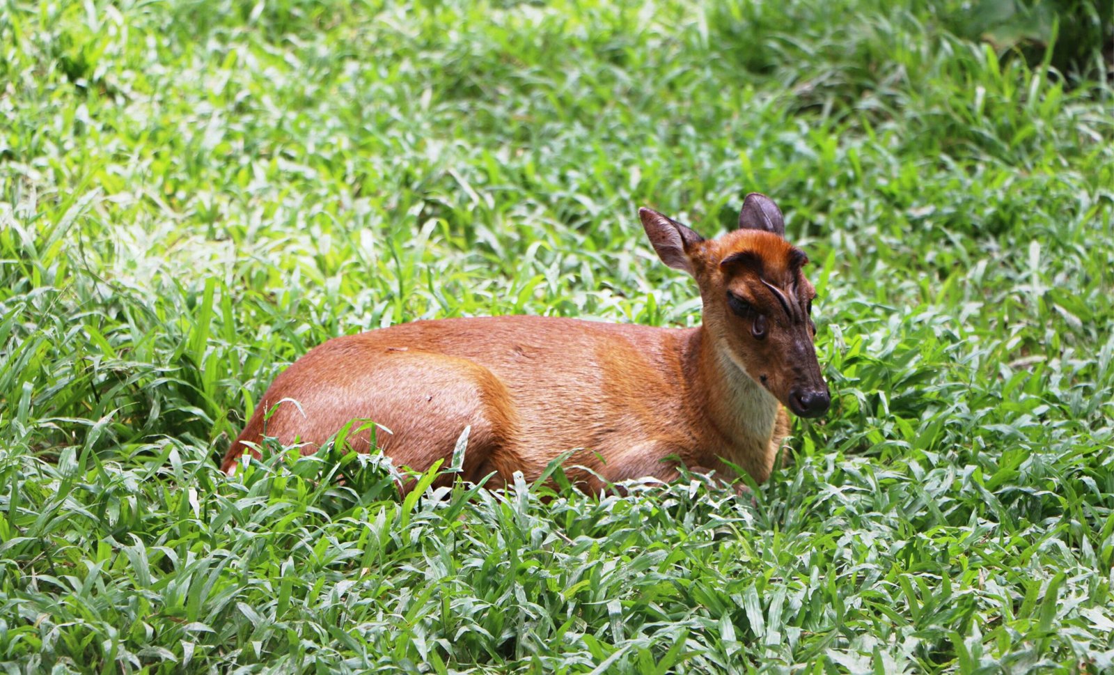 The Different Types of Muntjac Deer