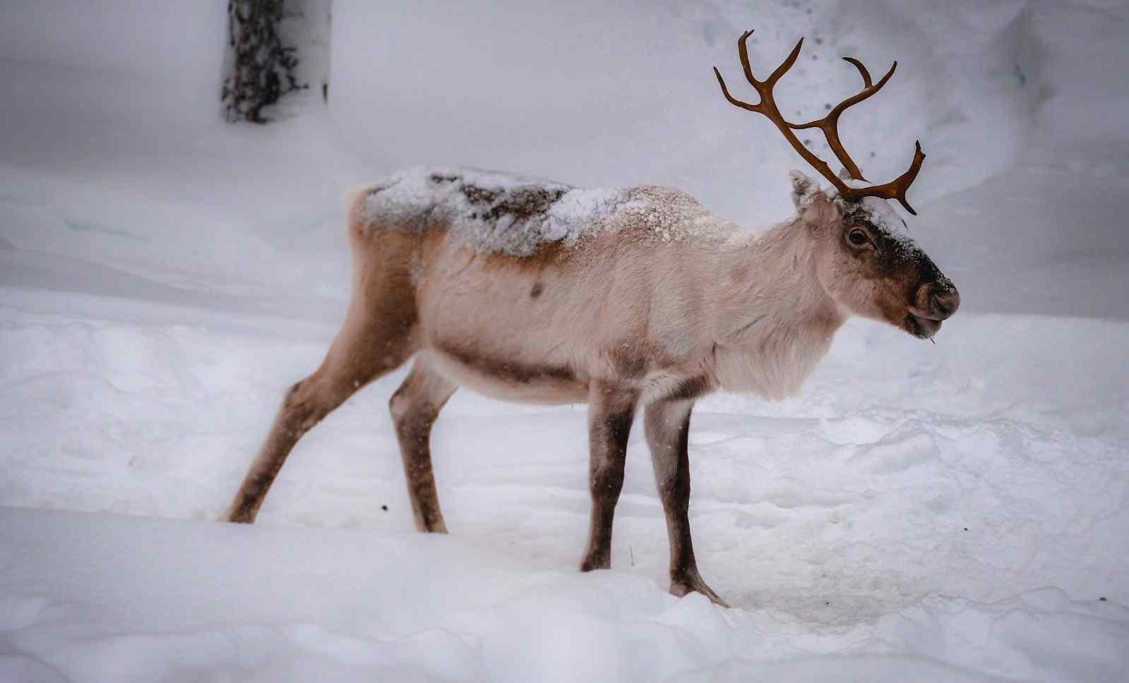 Do all reindeer turn white?