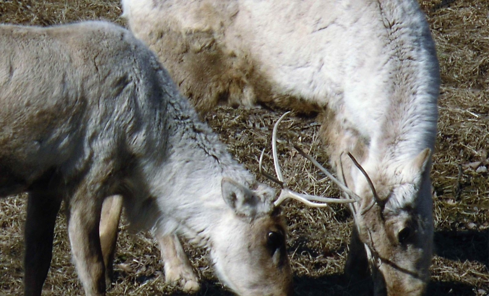 The function of antlers in female reindeer