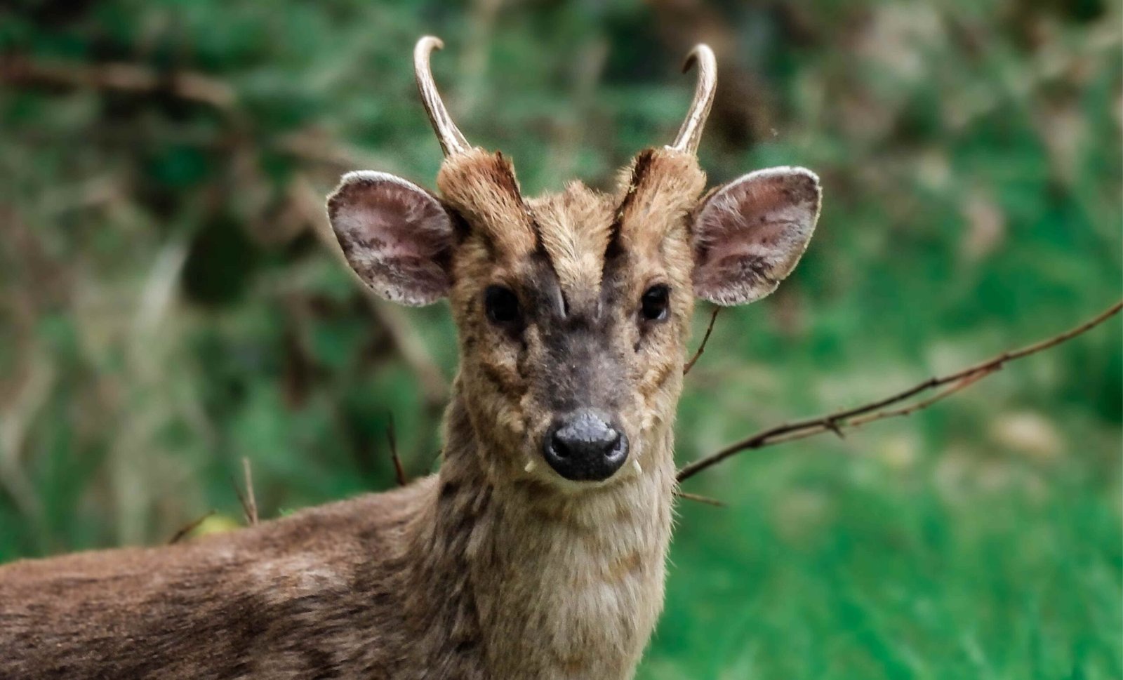 The Holes on the Face of Muntjac Deer