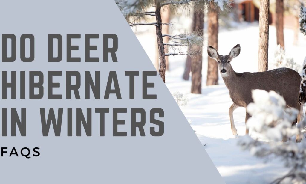 Do Deer Hibernate In Winter?