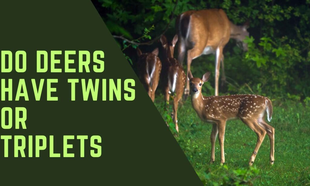 Can Deer Have Twins Or Triplets?
