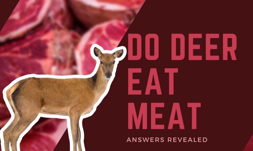 do deer eat meat