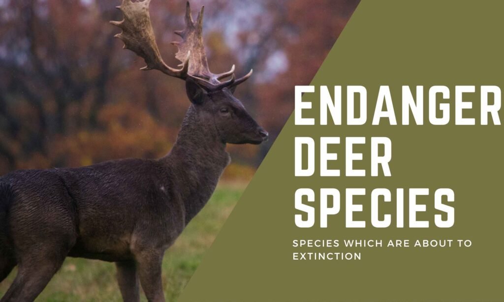 Seven Deer Species on the Verge of Extinction