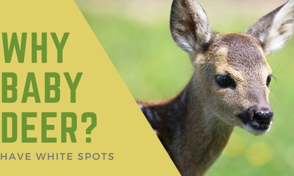 Why Baby Deer Have White Spots