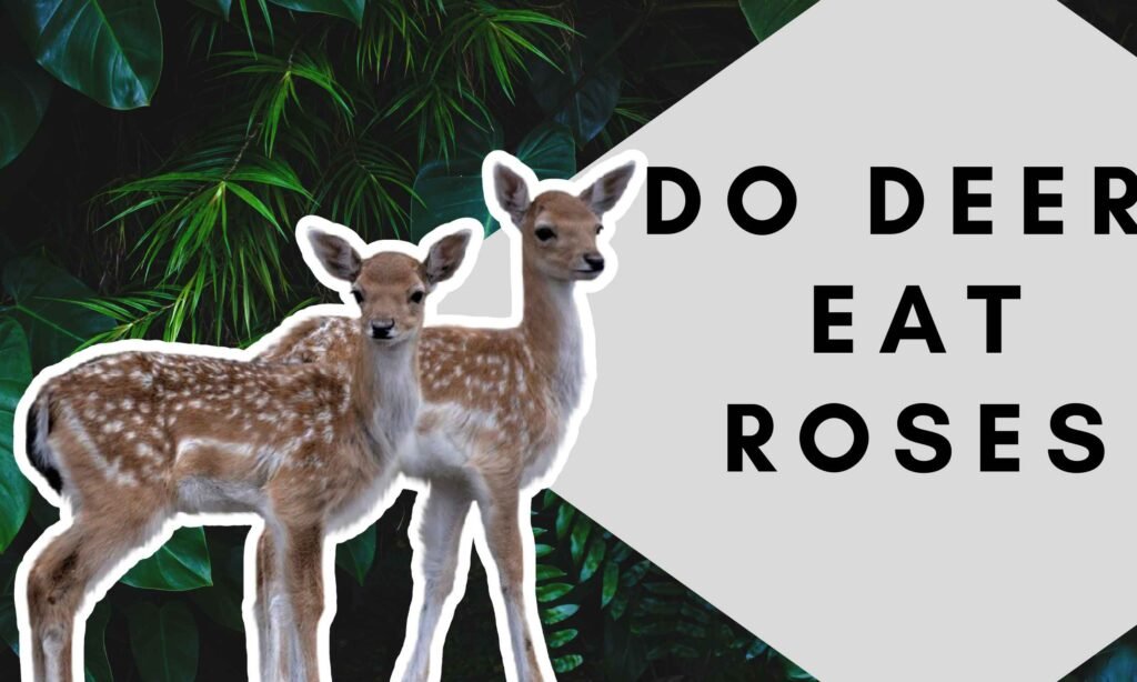 do deer eat roses