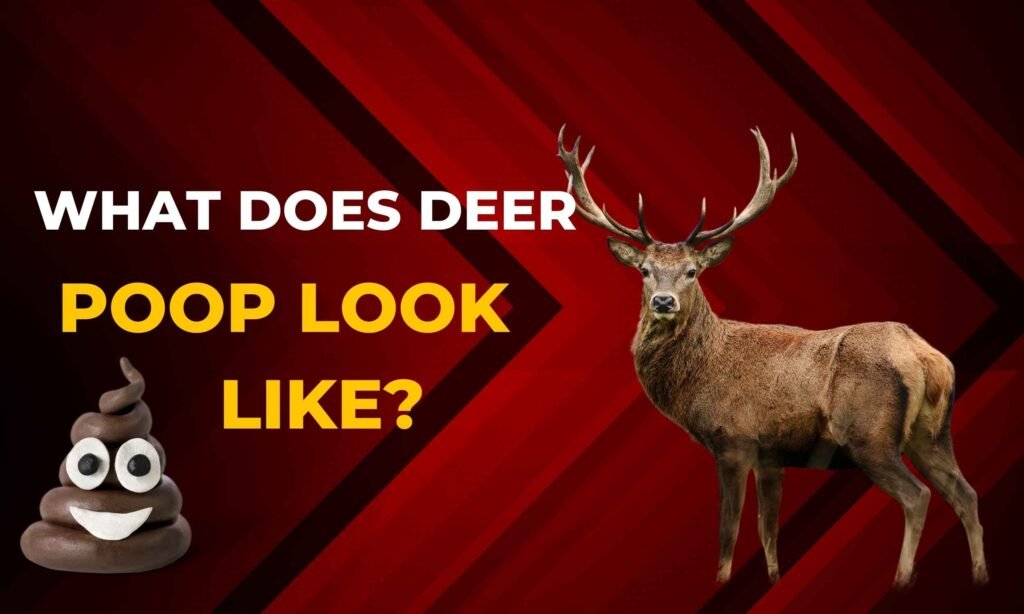 What do deer poop look like?