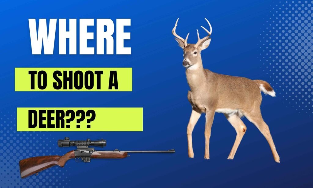Where to shoot a deer?