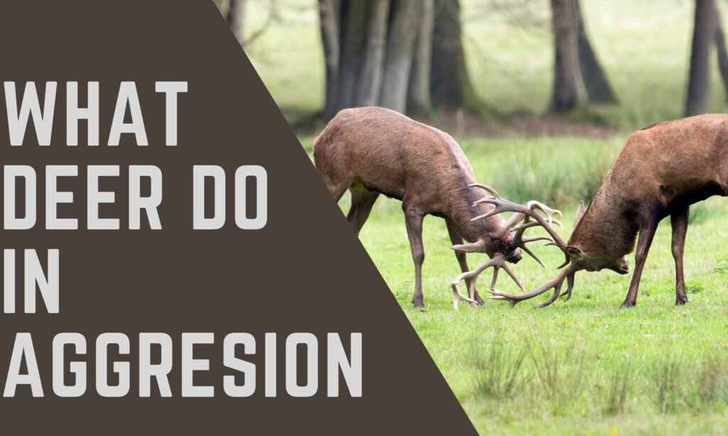 How Dangerous Or Aggressive Are Deer?