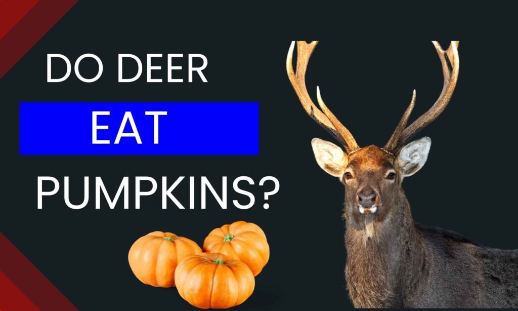 Do Deer Eat Pumpkins?