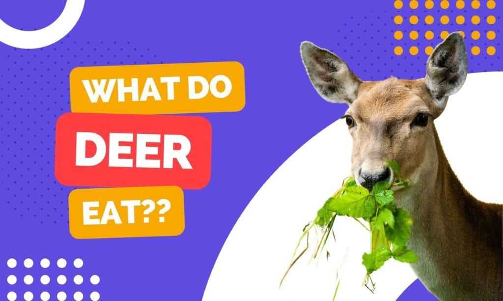 What Do Deer Eat?