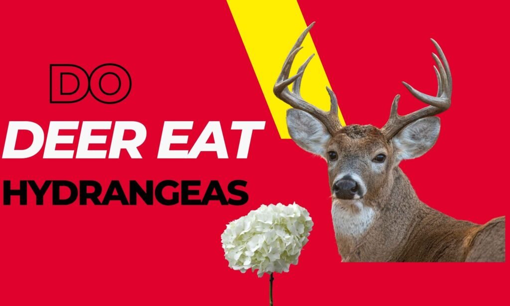Do deer eat Hydrangeas