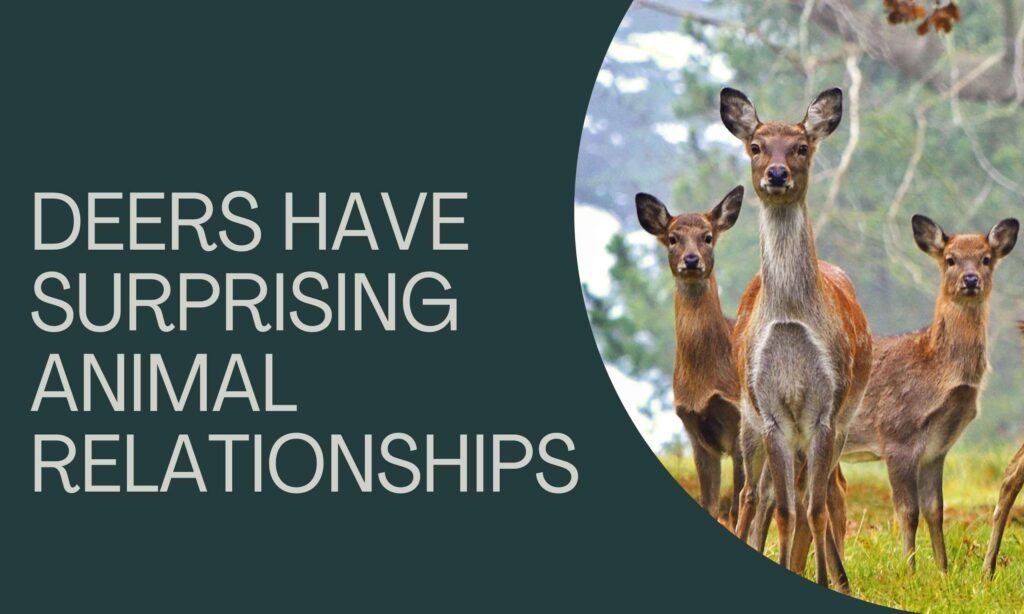 Deer Have Surprising Animal Relationships