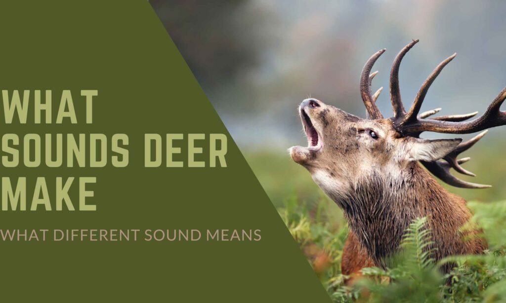 What sounds deer make