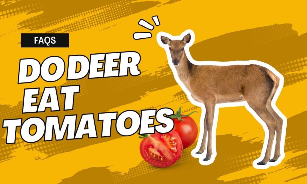 Do Deer Eat Tomato Plants?