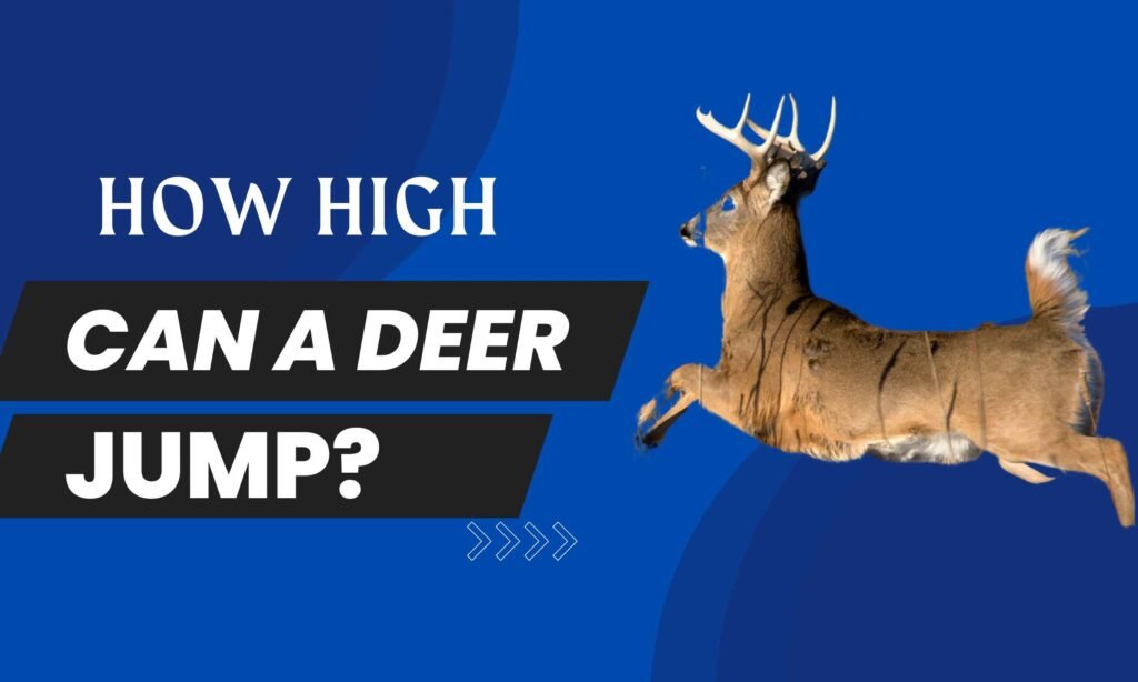 How high can a deer jump
