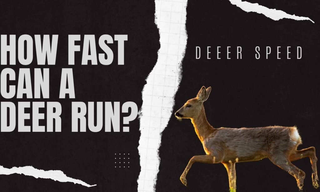 how fast can a deer run