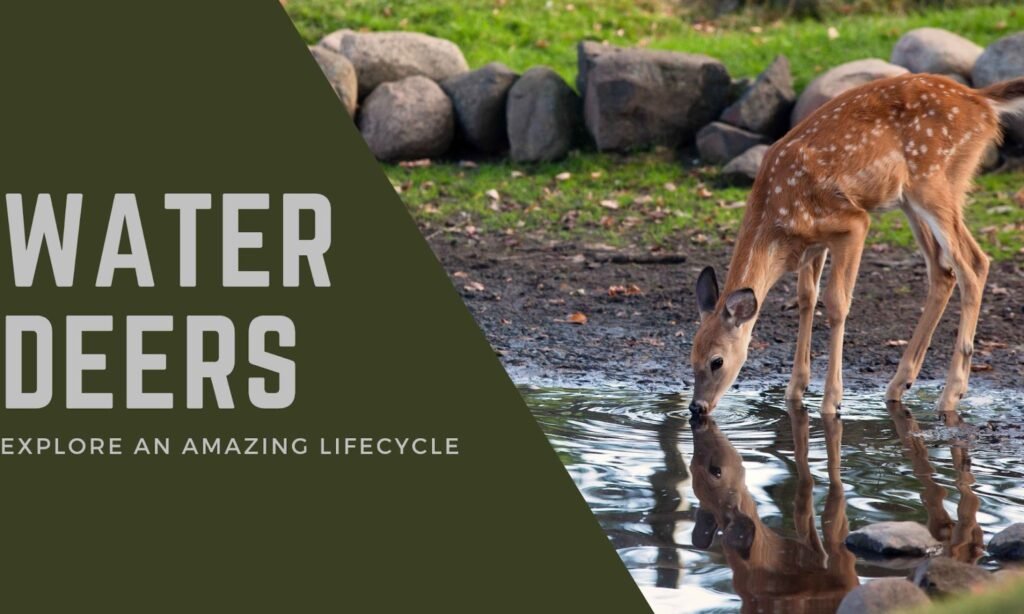 The Fascinating Water Deer