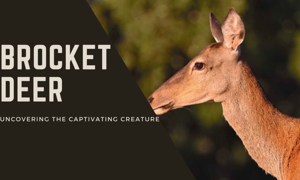 The Fascinating World Of Brocket Deer