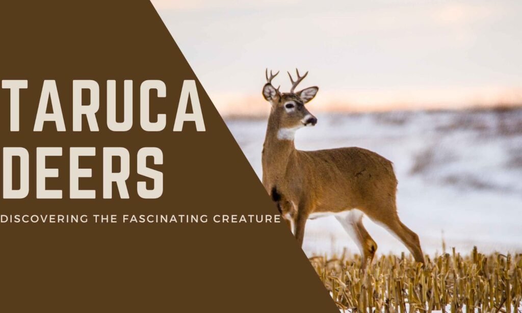 Discovering the Exclusive Taruca Deer
