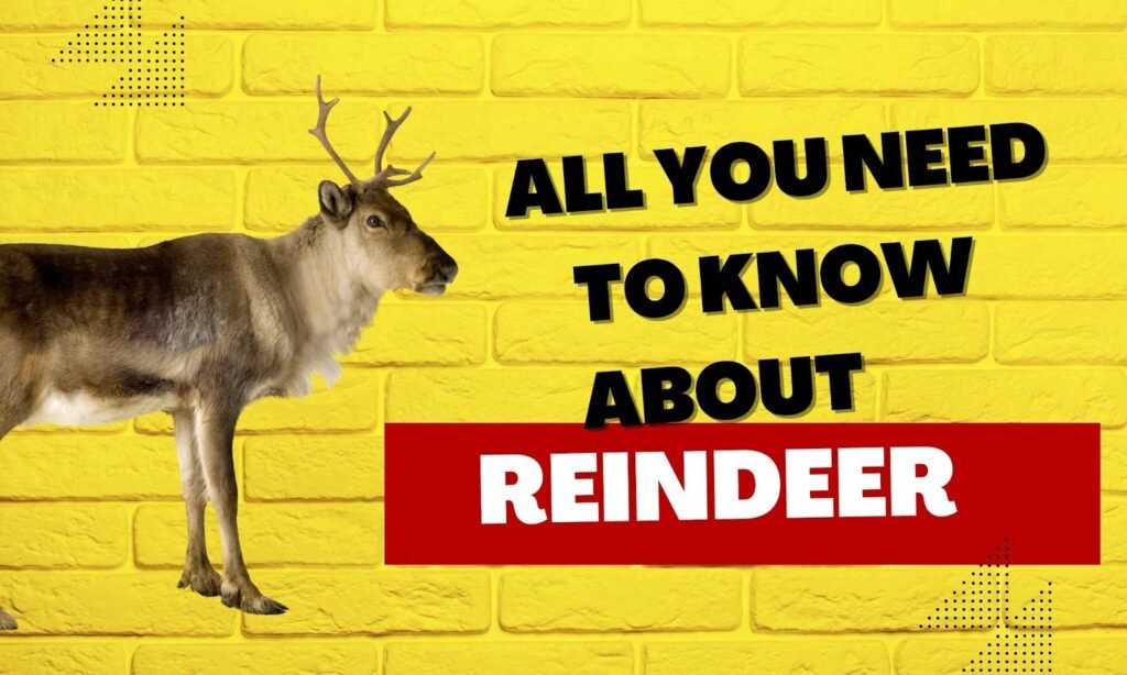 All You Need To Know About Reindeer