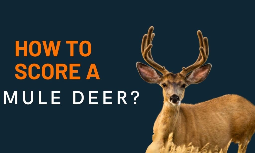 How To Score A Mule Deer?