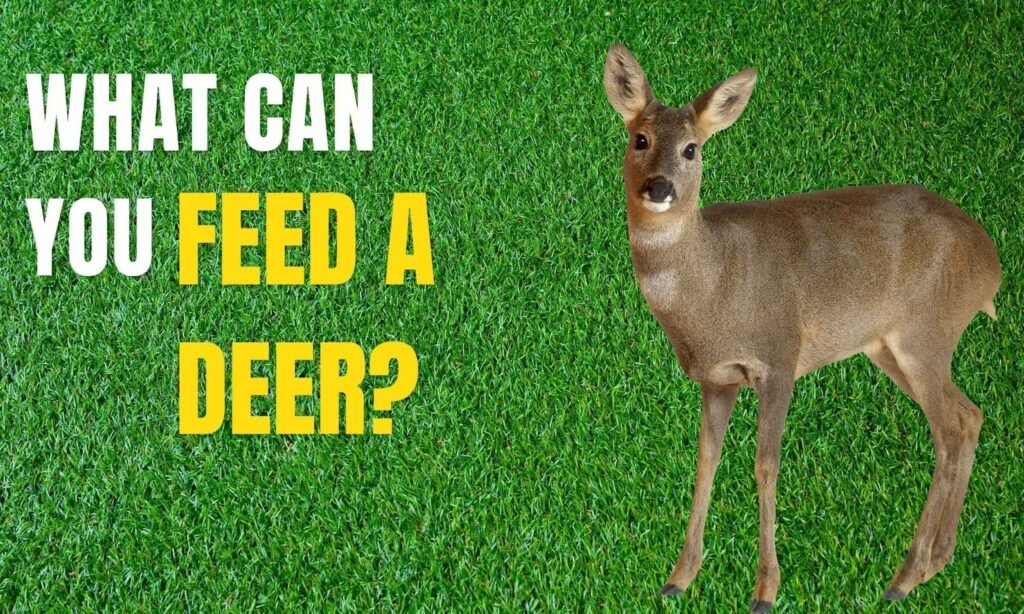 What can you feed deer