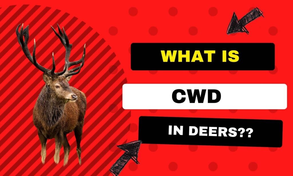 What is CWD in deer