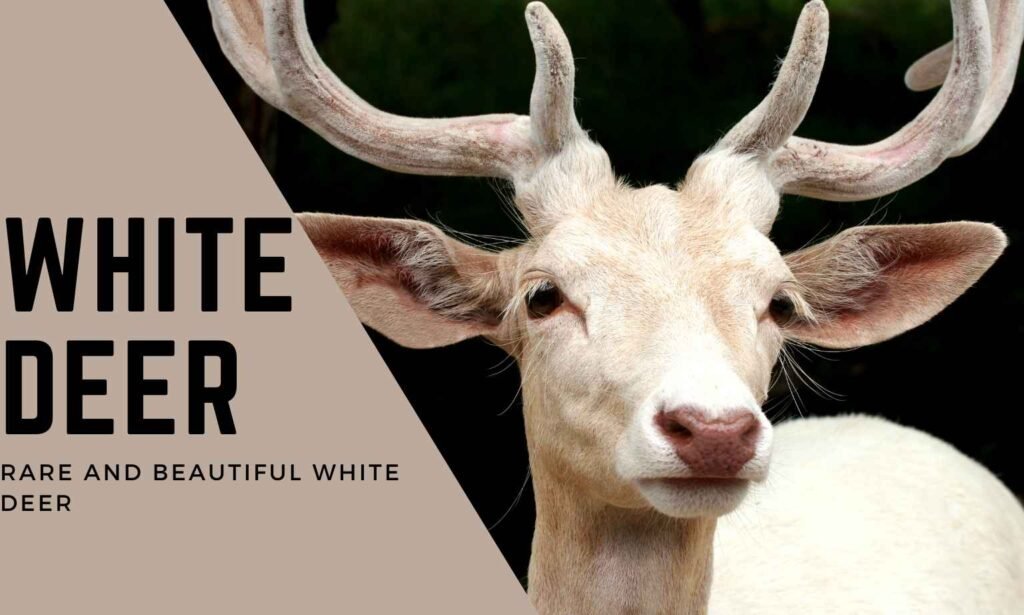 The Fascinating Facts Behind the Rare and Beautiful White Deer