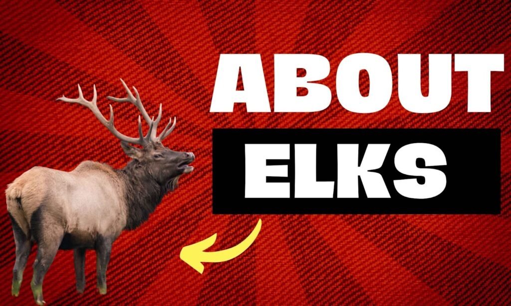 All About Elk You Should Know