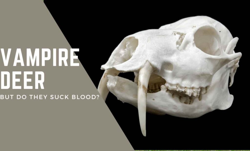 Vampire Deer: Do They Suck Blood Myth vs. Reality