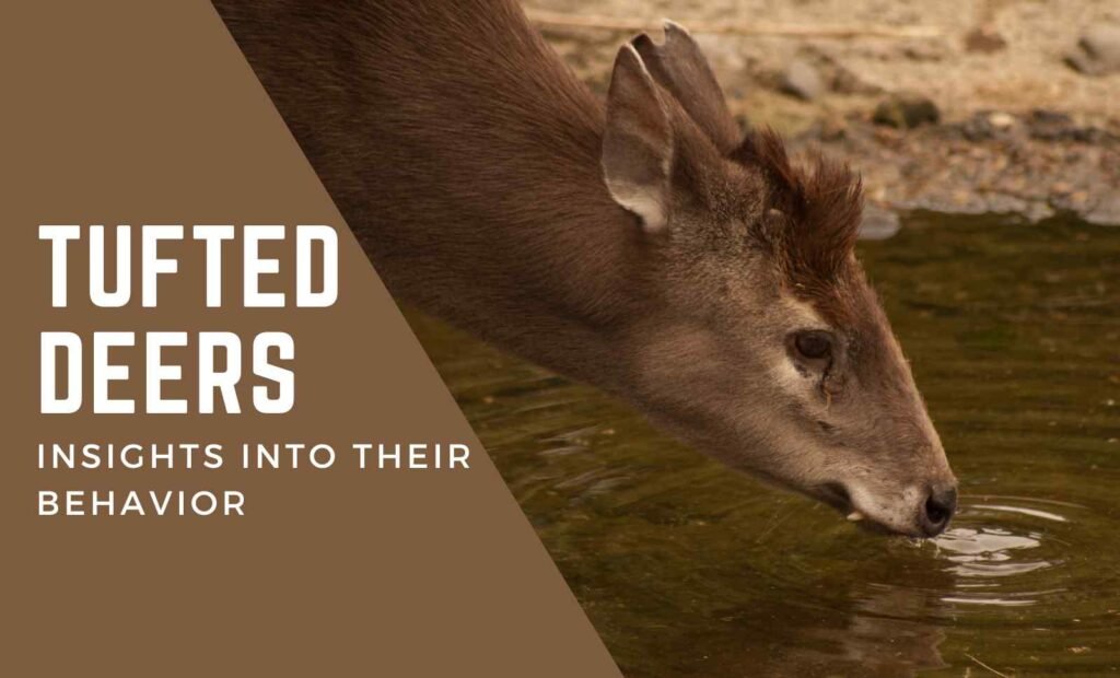 Tufted Deer: Insights into Their Behavior and Habitat