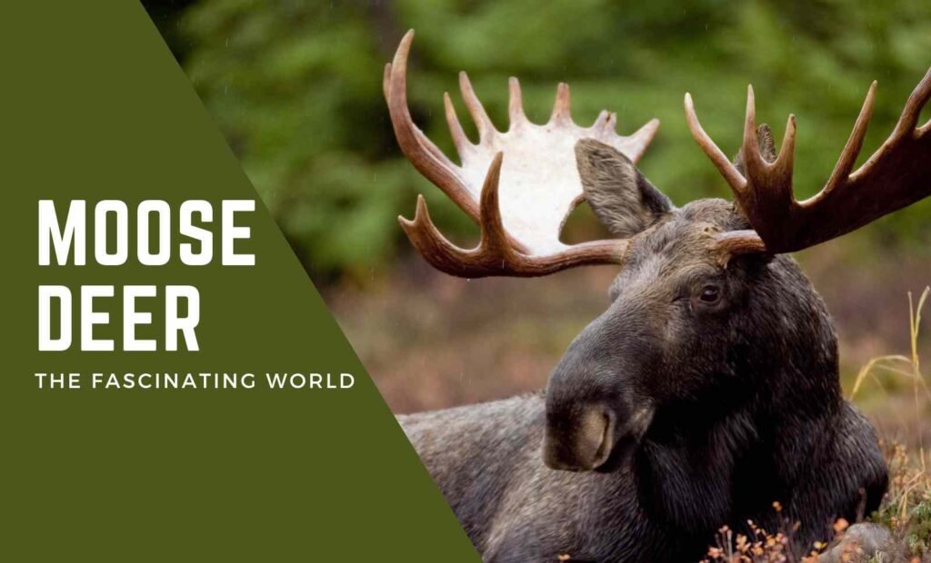 Moose Facts: The Fascinating World of These Majestic Creatures