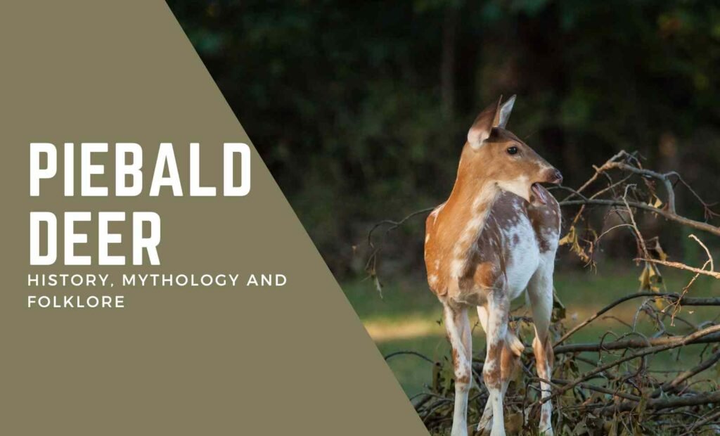 Piebald Deer: Their History, Mythology and Folklore