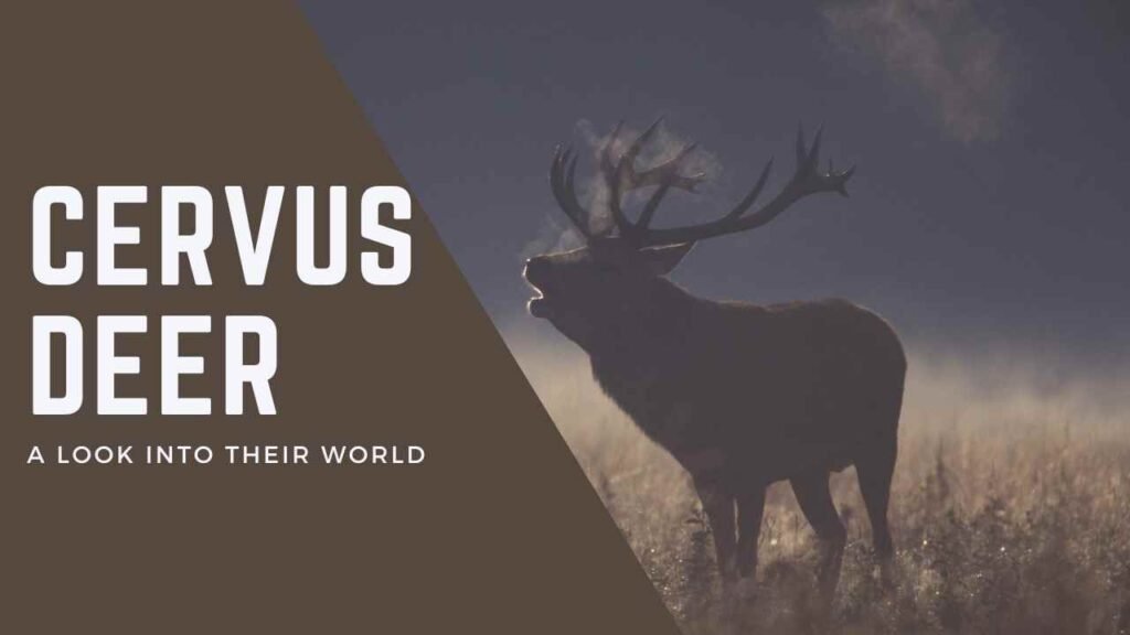 Discovering the World of Cervus Deer: A Comprehensive Guide